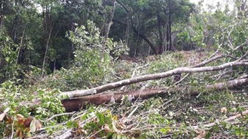 Fiscalização de desmatamento atua contra infratores em Abreu e Lima