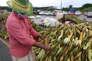 Venda de milhos no Ceasa ultrapassa números de 2020 durante o período junino