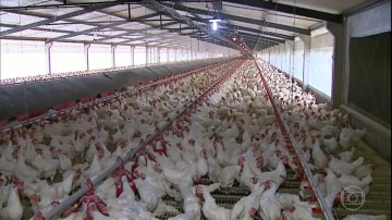 Panorama CBN: Perspectivas do setor avícola para 2022