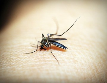 Recife tem alta de infestação pelo Aedes Aegypti