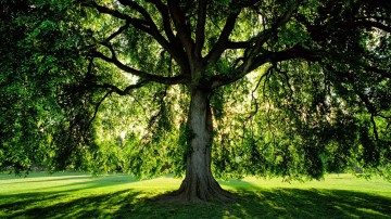 Dia da árvore e a importância da preservação ambiental 