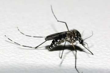 Recife apresenta plano de combate ao Aedes Aegypti em evento da Fiocruz