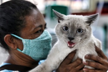 Hospital Veterinário do Recife oferece tratamento para esporotricose em gatos