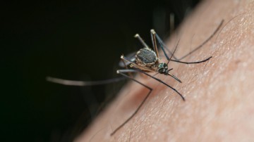 Governo de Pernambuco cria comitê de enfrentamento às arboviroses após crescimento no número de casos de dengue