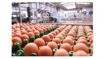 A produção de ovos de galinha no país atingiu a marca de 964,89 milhões de dúzias