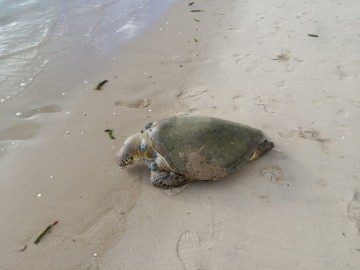Tartaruga é encontrada morta em Olinda