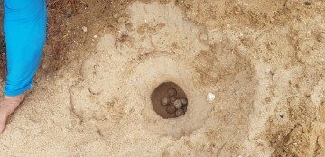 Targarugas são encontradas mortas em praia de Jaboatão dos Guararapes