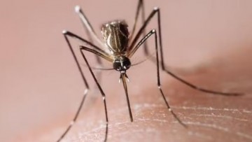 Recife intensifica ações de prevenção e enfrentamento à dengue