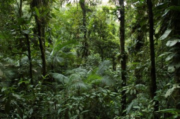 Pernambuco registra desmatamento zero em áreas de Mata Atlântica 
