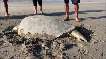 Tartaruga morta é encontrada na praia de Pau Amarelo, em Paulista 