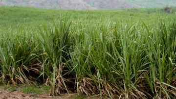Pernambuco e Paraíba vão mudar processo produtivo da cana-de-açúcar