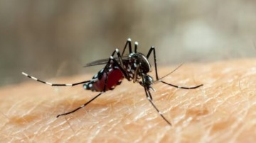 Até junho Pernambuco registrou 14.854 casos de suspeita dengue 