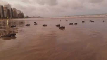 Prefeitura do Jaboatão dos Guararapes apresenta Espaço Tartaruga na praia de Piedade