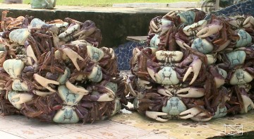 CPRH apreende mais de 500 caranguejos-uçá 