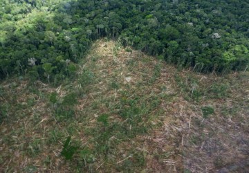 Estados do NE lançam ferramenta para combater desmatamento ilegal