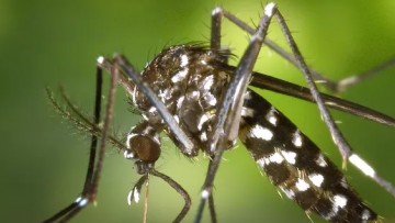 Relembre quais cuidados devem ser tomados para evitar reprodução mosquito transmissor da dengue, zika e chikungunya