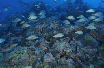 Banco de corais é descoberto em Noronha 