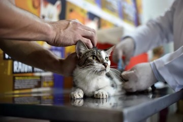 Centro de Vigilância Animal do Recife abre agendamento para vacinação de cães e gatos