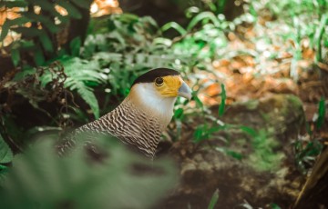 Você já viu um carcará, ave de rapina bastante conhecida no sertão brasileiro e na literatura? 