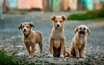 Câmara de Caruaru aprova criação do 'Dia de Combate aos maus tratos de animais' 