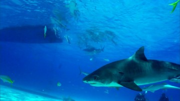 Análise revela espécie de tubarão que atacou banhista em praia do Grande Recife