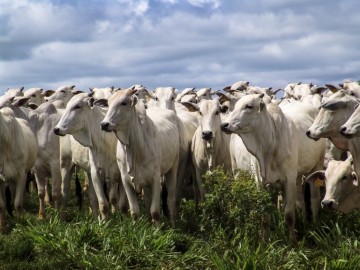 Especialista esclarece sobre os efeitos da carne bovina no meio ambiente
