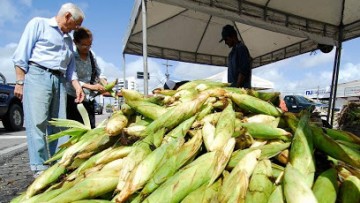 Ceasa monta estratégia para venda do milho sem aglomerações 