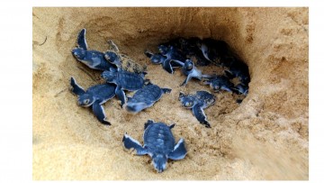 Projeto Tamar tem monitoramento de tartarugas paralisado nesta temporada