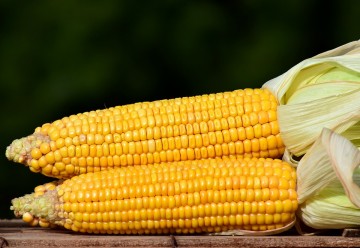 Vendas do milho supera expectativas durante São João 