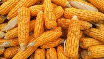 Preço do milho aumenta 20%, de acordo com Ceasa
