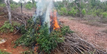 Mais de 10 mil pés de maconha são destruídos no Sertão de Pernambuco