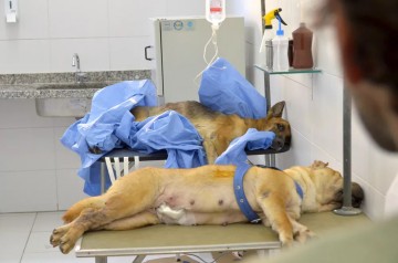 Recife convoca ONGs e pessoas que atuam na proteção animal para receberem auxílio veterinário por 12 meses