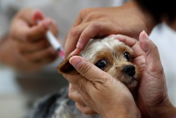 Prefeitura do Recife inicia campanha de vacinação de cães e gatos contra a raiva 