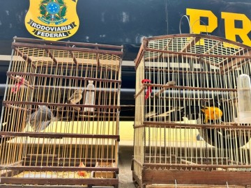 PRF resgata pássaros silvestres durante abordagem em Petrolina 