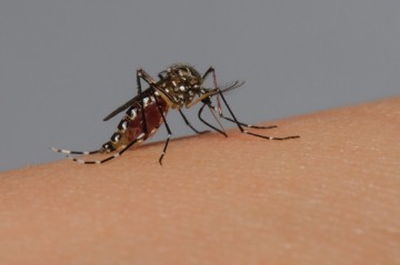 Recife registra nova morte por dengue