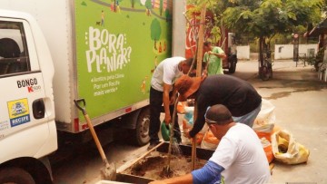 Recife recebe 51 novas mudas de árvores 