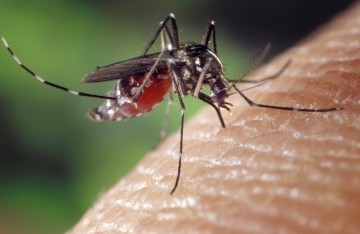 Casos de dengue, zika e chikungunya aumentam em todo o Brasil