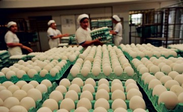 Haverá aumento no valor do ovo e 30% das granjas deverão fechar as portas, segundo vice-presidente da Avipe