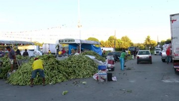 São João 2022: cresce procura pelo milho no Ceasa