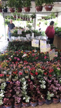 Feira de flores de Holamba acontece até o dia 15 de junho em Garanhuns