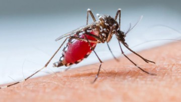Com eficácia de 80%, nova vacina contra a dengue é aprovada pela Anvisa