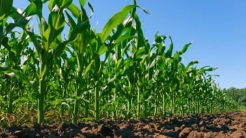 Panorama CBN: Incentivo da AVIPE para produção de milho e sorgo no Agreste Meridional