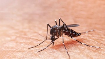Casos prováveis de dengue têm aumento de 113,4% em Pernambuco 