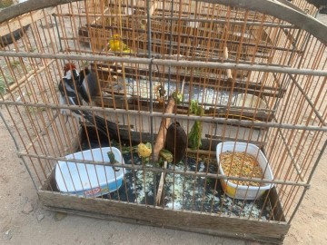 Polícia detém cinco comerciantes por venda ilegal de aves silvestres em feira no Recife