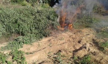 Mais de 15 mil pés de maconha são destruídos por polícia entre Pernambuco e Bahia