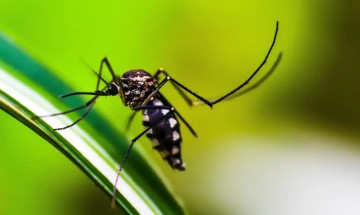 Brasil chega a marca de 1,6 mil mortes confirmadas por dengue