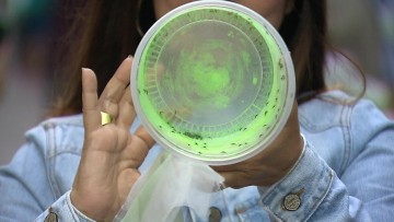 No Recife, mosquitos estéreos são usados para combater arboviroses 