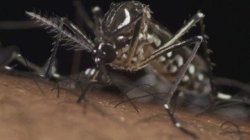 Casos de zika vírus aumentam no Brasil em relação a 2022