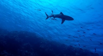 Conjunção de lua cheia, maré alta e praias lotadas pode aumentar risco de incidentes com tubarões, alerta Cemit