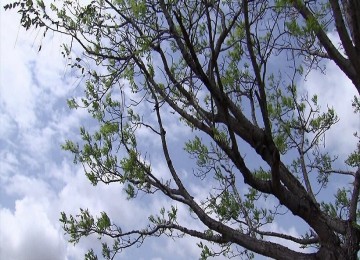 Ação no Parque Santana realiza plantio de 200 árvores 